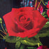 90% Linen 10% Silk – Carmen (Sold in Panels)
